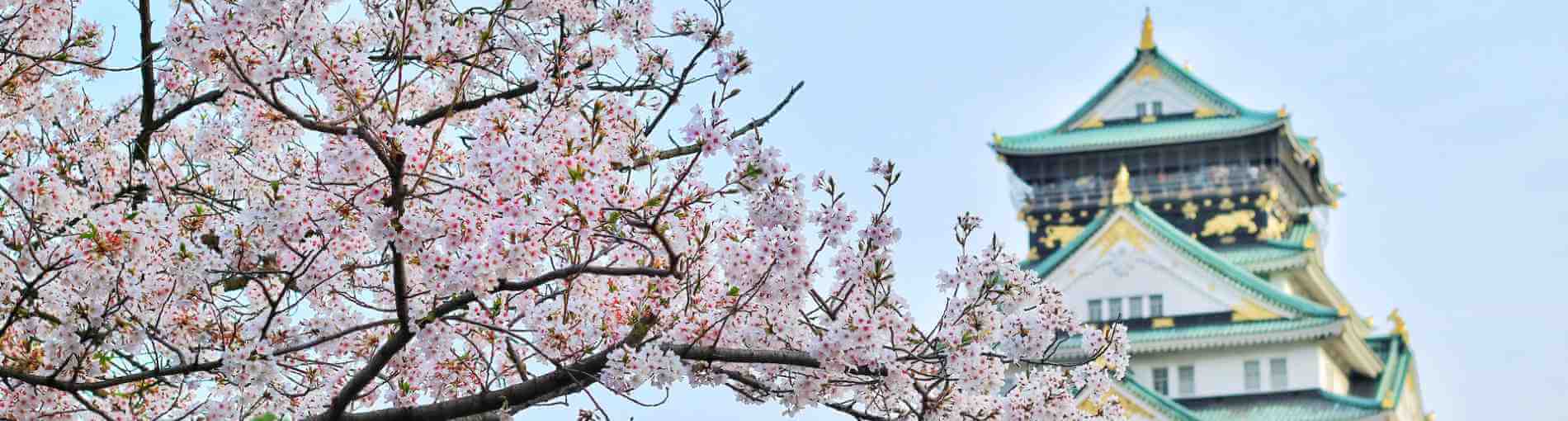 Japanese blossom trees